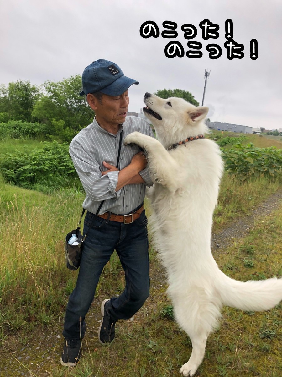 f:id:buhi84shin:20190630200610j:plain