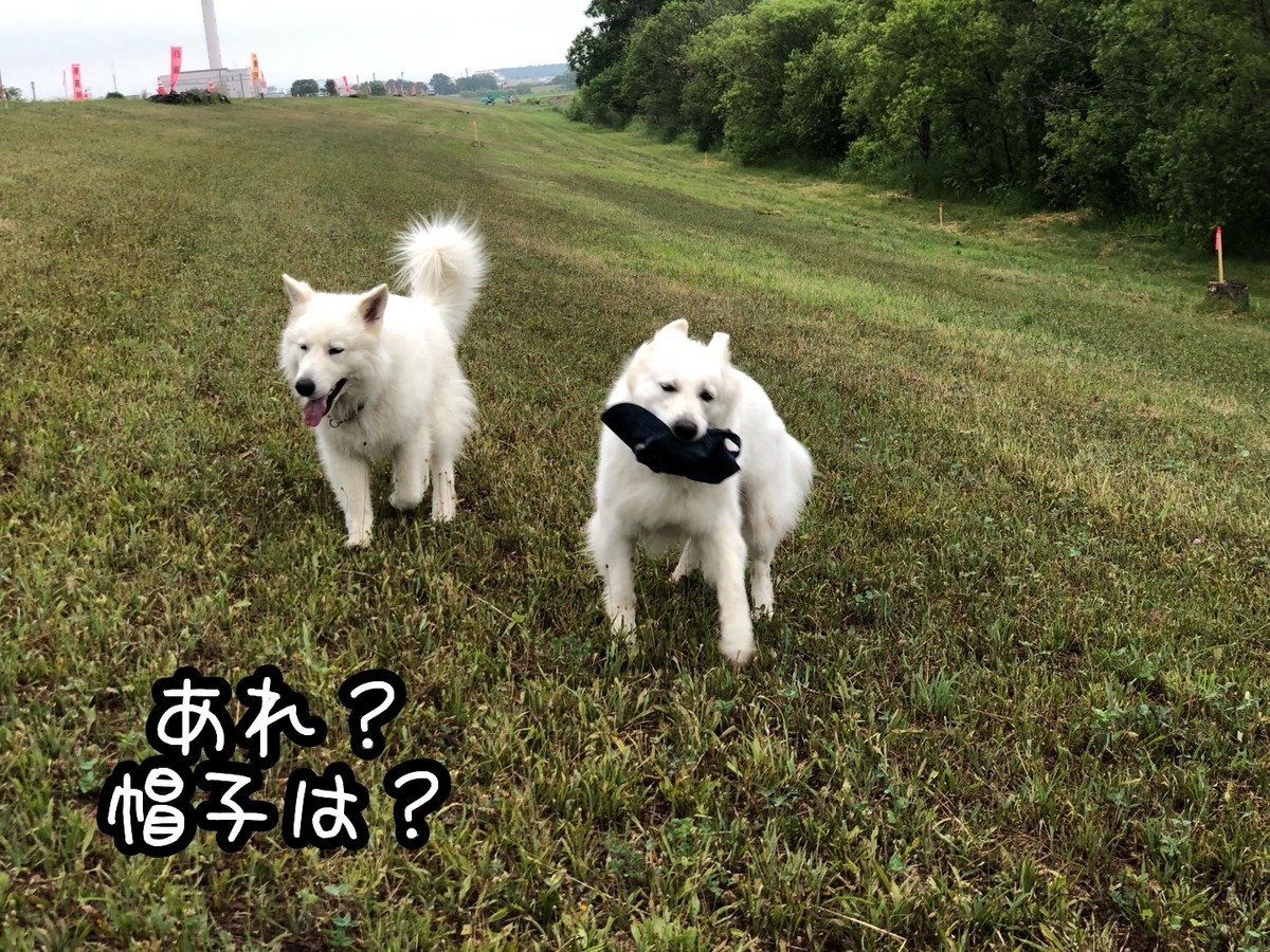 f:id:buhi84shin:20190630200958j:plain