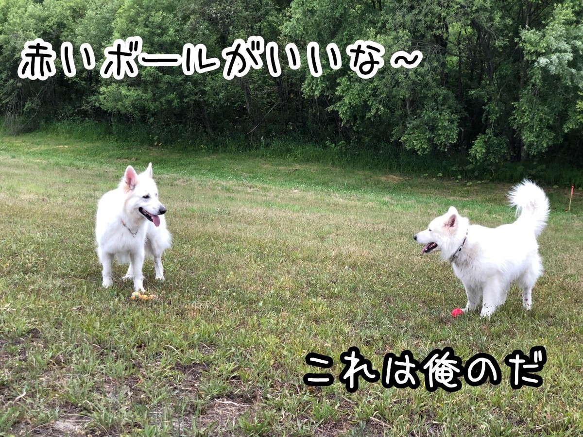 f:id:buhi84shin:20190630201053j:plain
