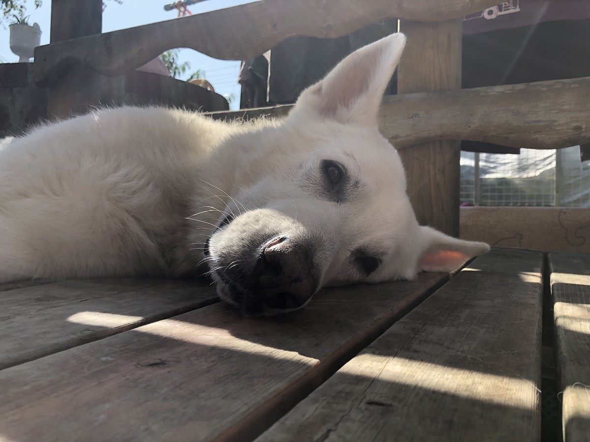 f:id:buhi84shin:20190904224826j:plain