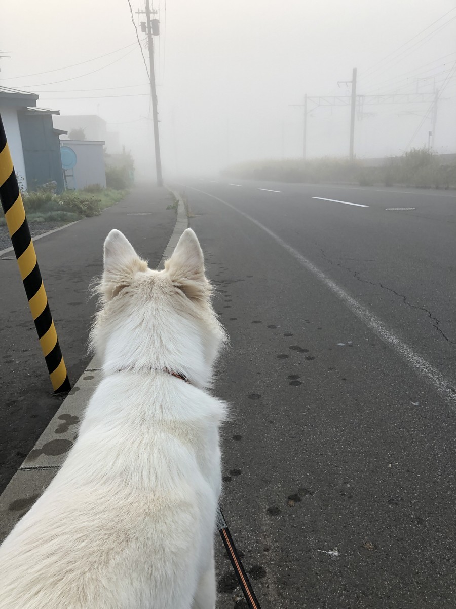 f:id:buhi84shin:20191002133845j:plain