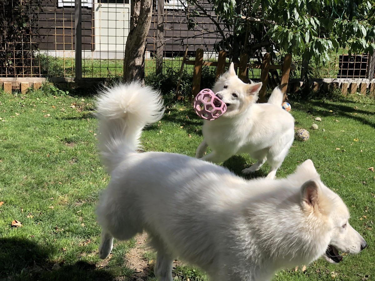 f:id:buhi84shin:20191002142503j:plain