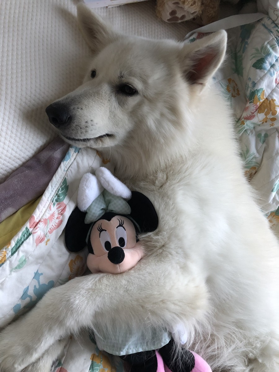 f:id:buhi84shin:20191003221949j:plain
