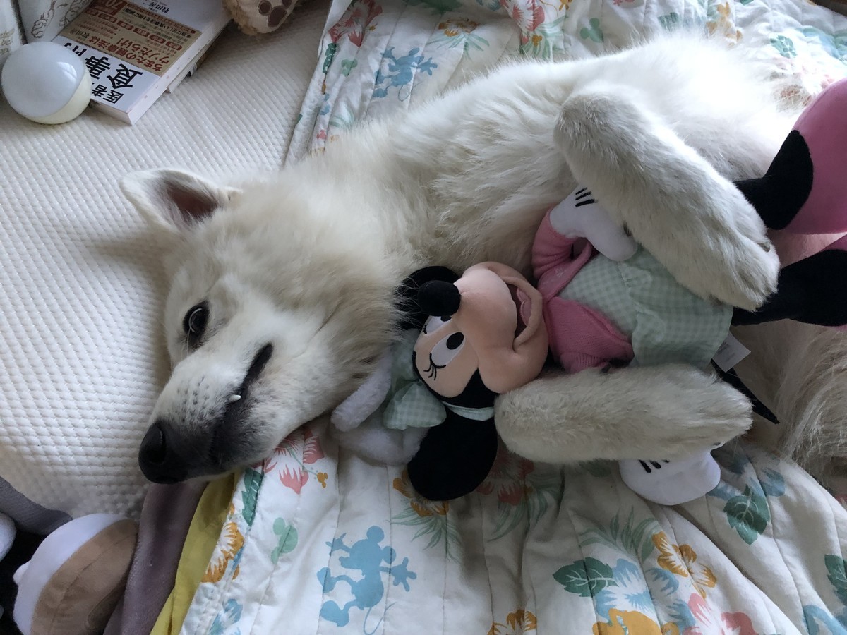 f:id:buhi84shin:20191003222048j:plain