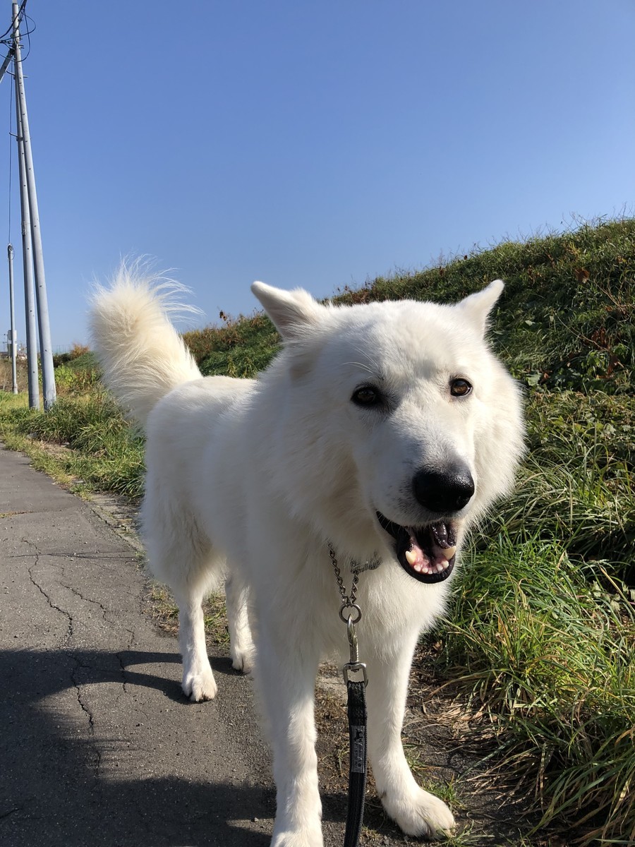 f:id:buhi84shin:20191024222911j:plain