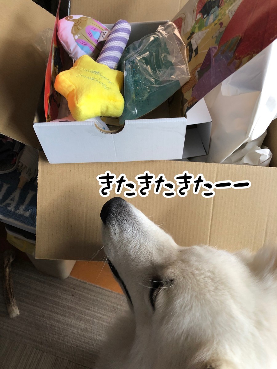 f:id:buhi84shin:20191027221227j:plain