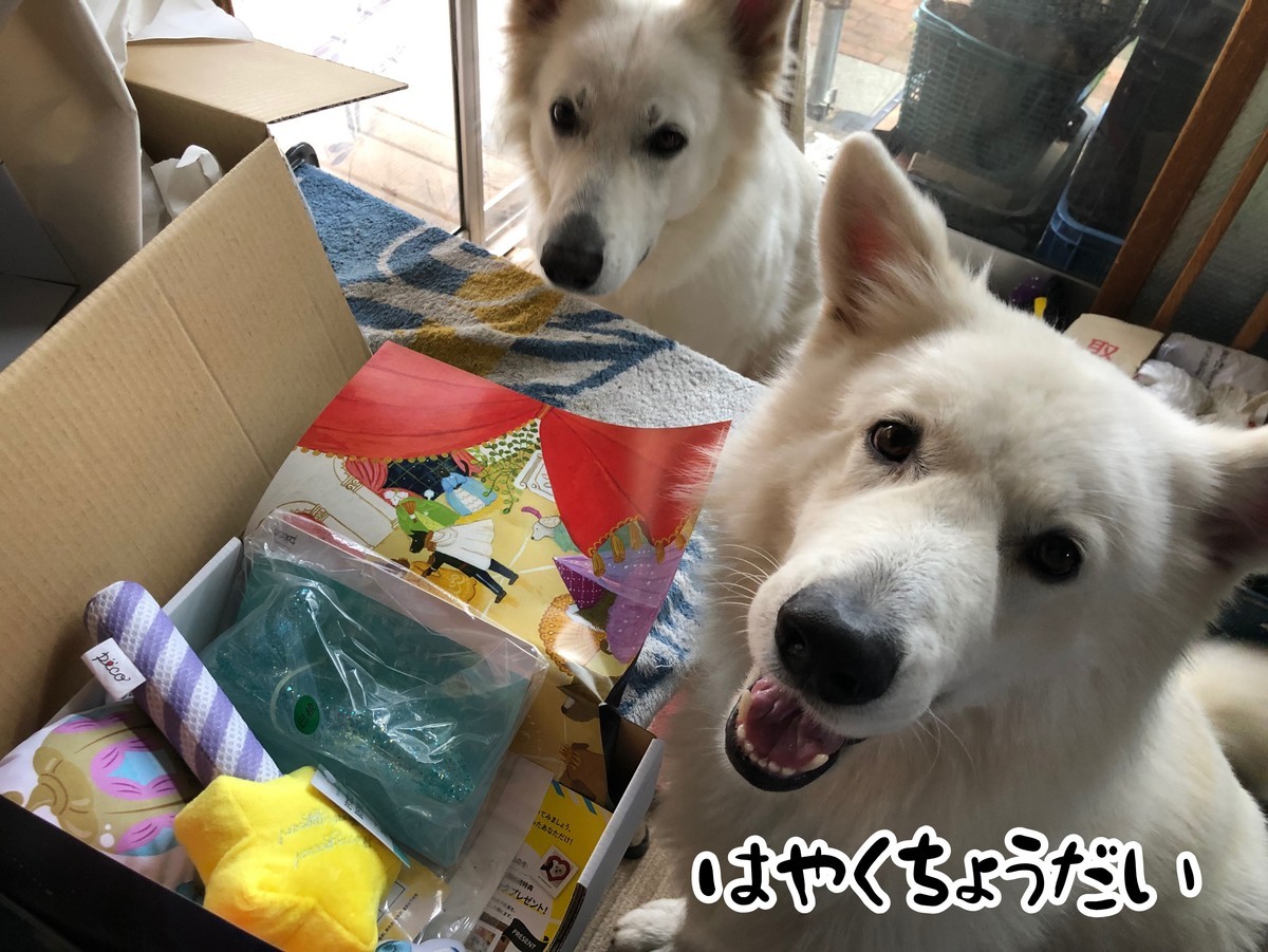 f:id:buhi84shin:20191027221333j:plain