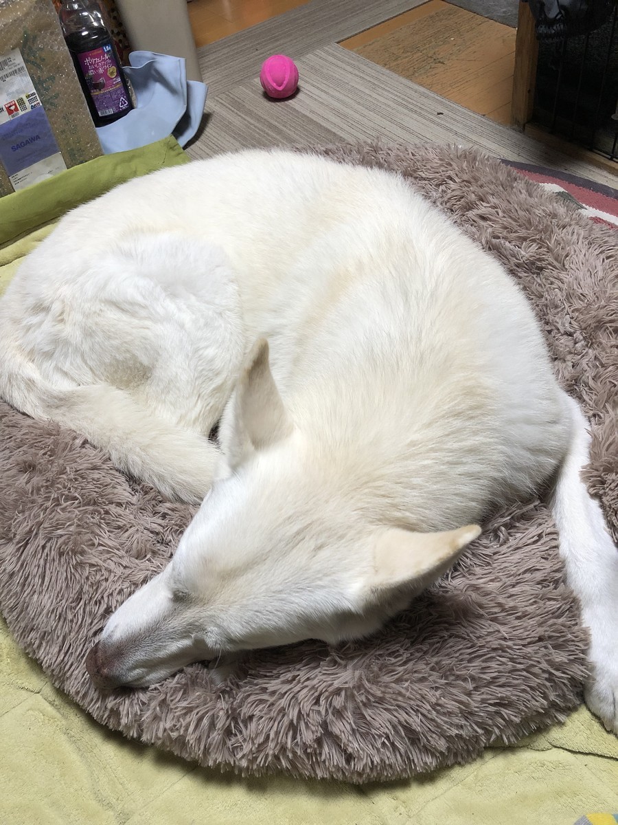 f:id:buhi84shin:20191215212907j:plain