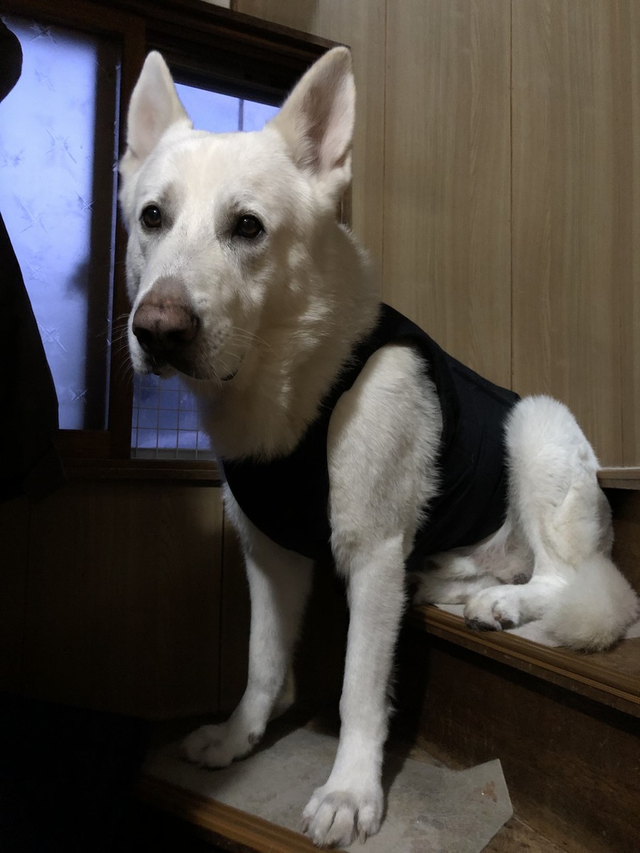 f:id:buhi84shin:20191215222011j:plain