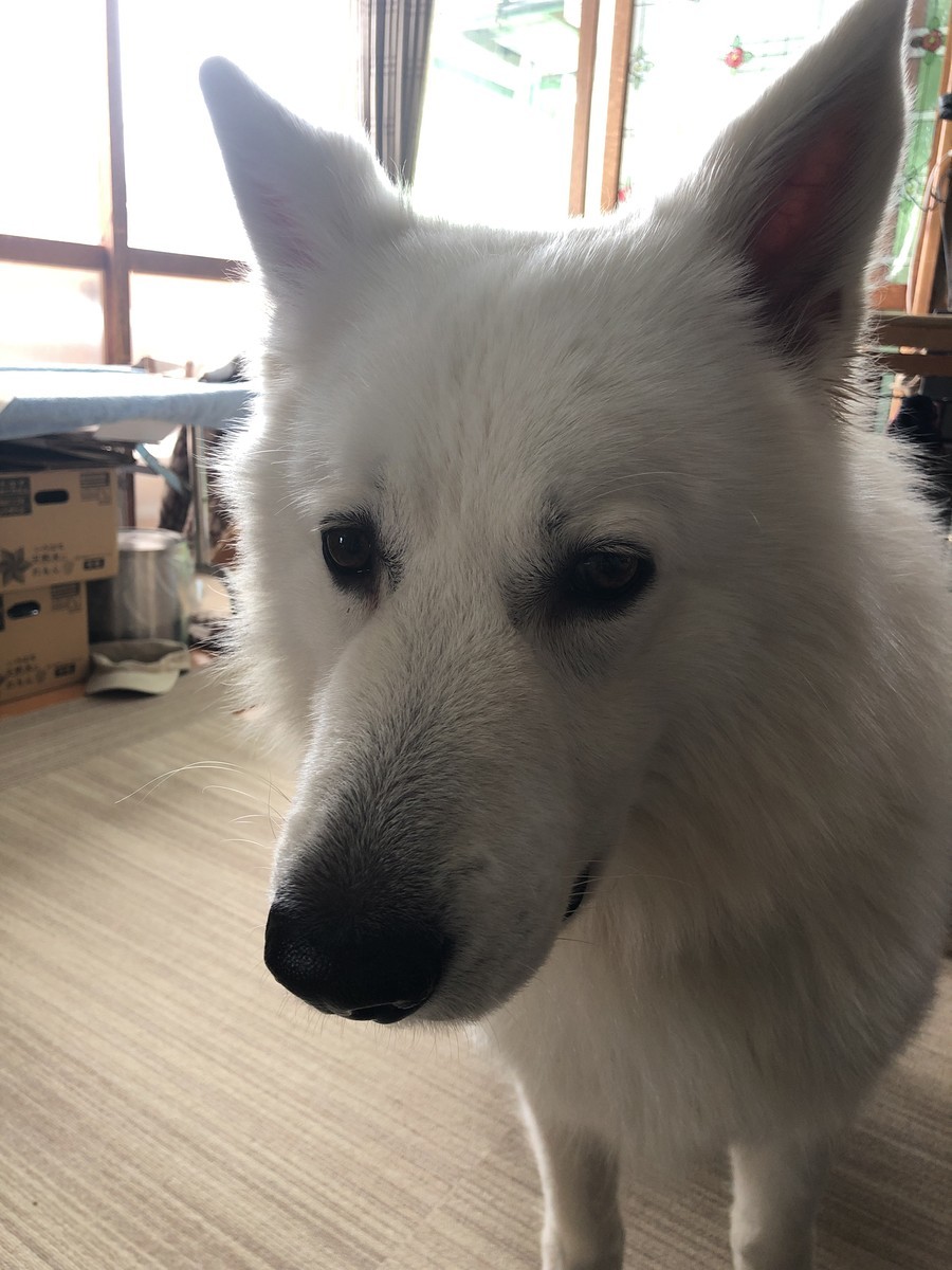 f:id:buhi84shin:20191229225904j:plain f:id:buhi84shin:20191229225904j:plain
