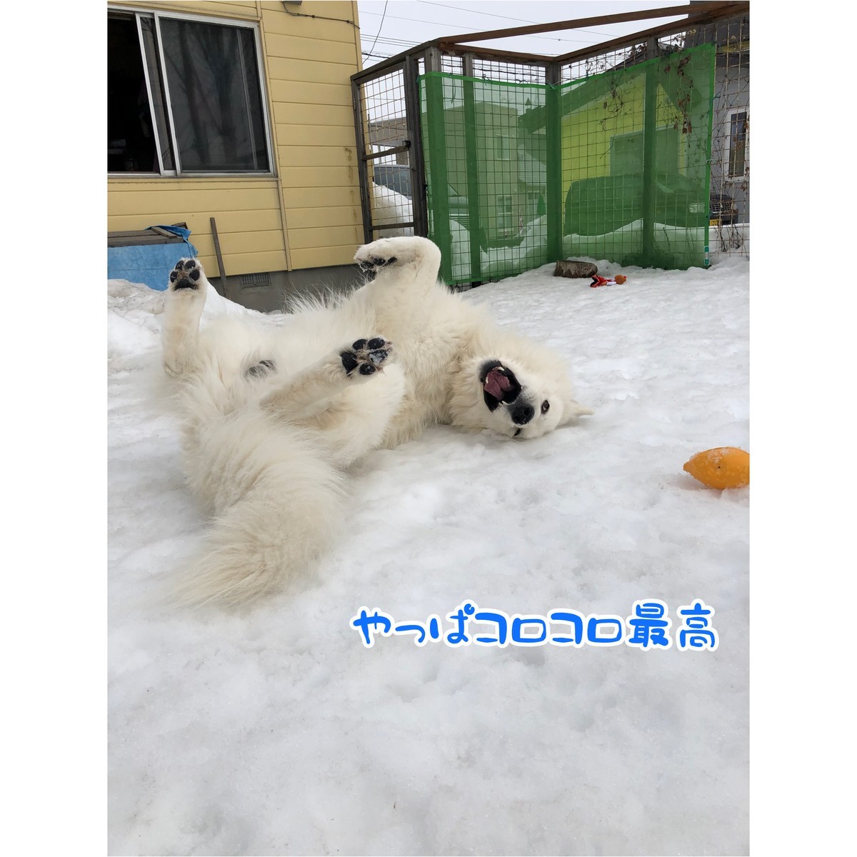 f:id:buhi84shin:20200310221902j:plain