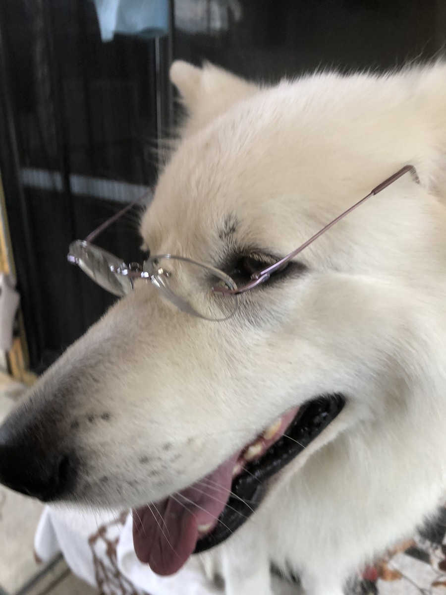 f:id:buhi84shin:20200719220405j:plain