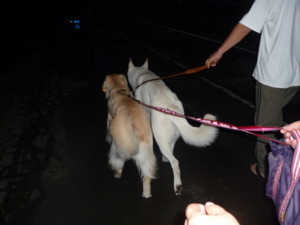 f:id:buhi84shin:20201123200348j:plain