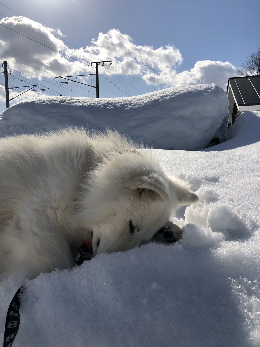 f:id:buhi84shin:20210313135554j:plain