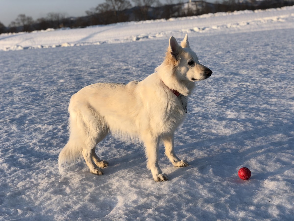 f:id:buhi84shin:20210327225431j:plain