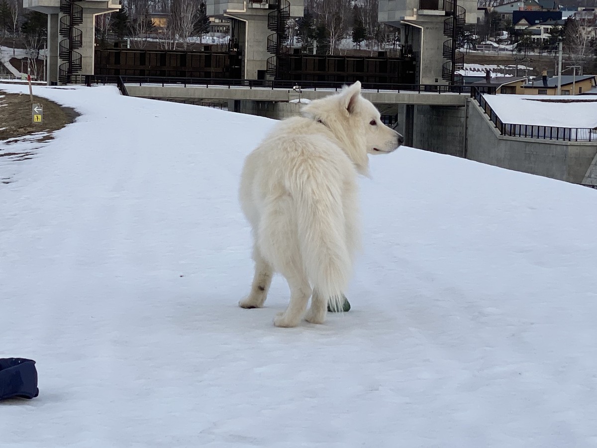 f:id:buhi84shin:20220331214653j:plain