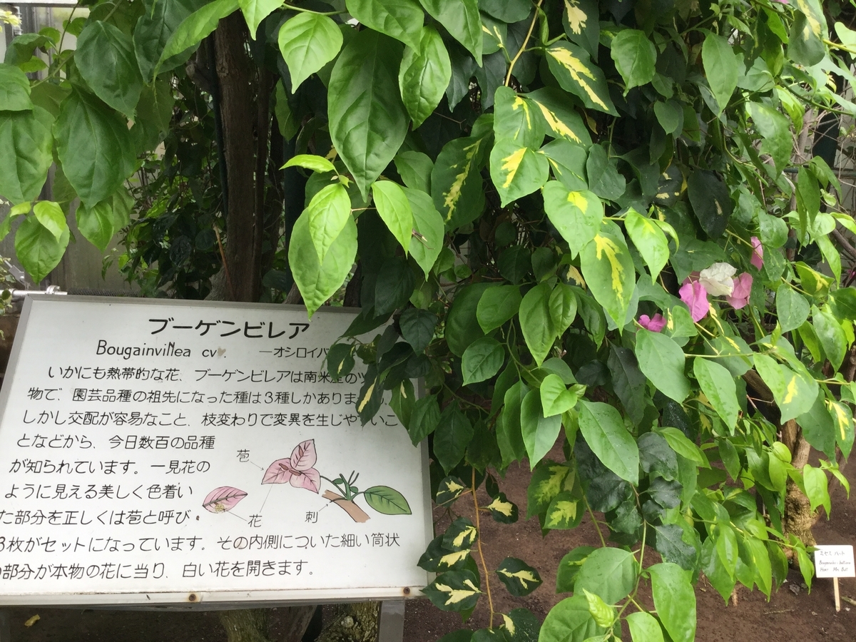f:id:bukotsu:20190720143931j:plain f:id:bukotsu:20190720143931j:plain