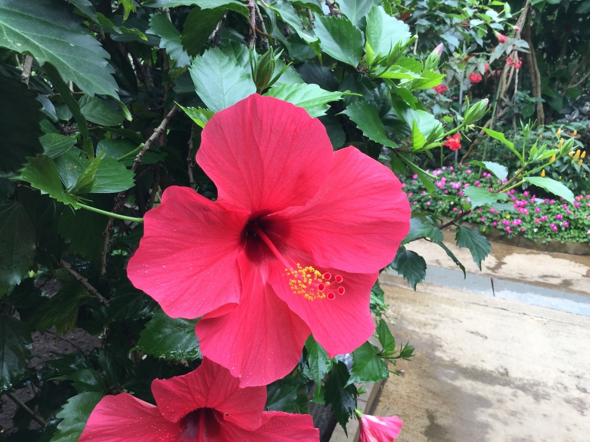 f:id:bukotsu:20190720144000j:plain f:id:bukotsu:20190720144000j:plain
