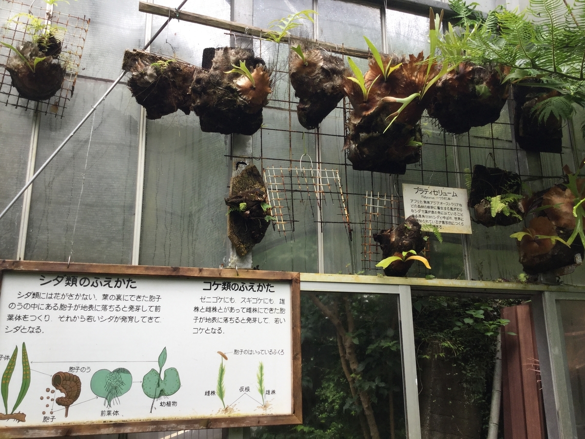 f:id:bukotsu:20190720144600j:plain f:id:bukotsu:20190720144600j:plain