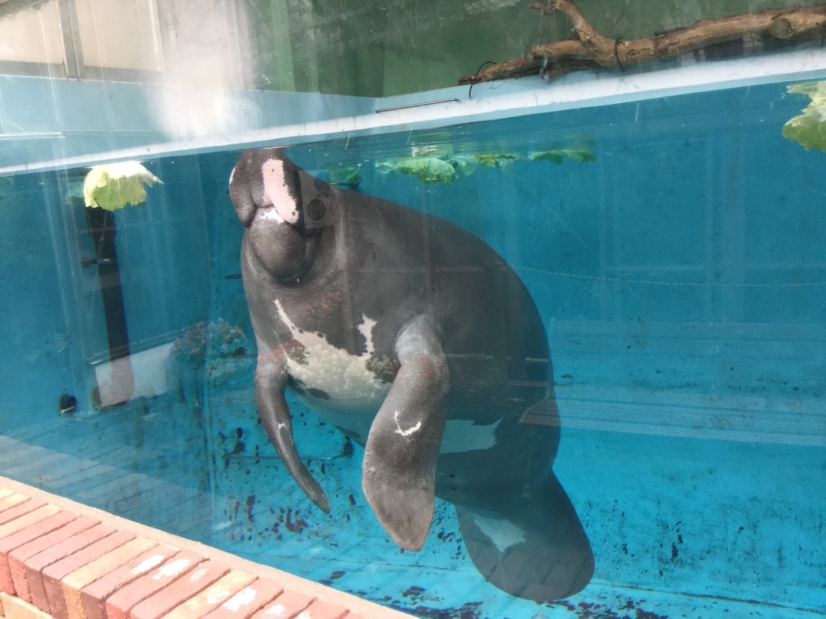 f:id:bukotsu:20190720144646j:plain f:id:bukotsu:20190720144646j:plain