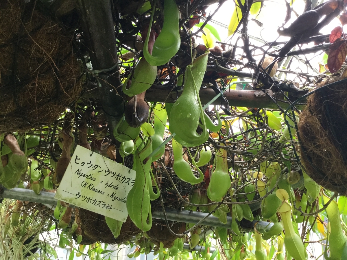 f:id:bukotsu:20190720145204j:plain f:id:bukotsu:20190720145204j:plain
