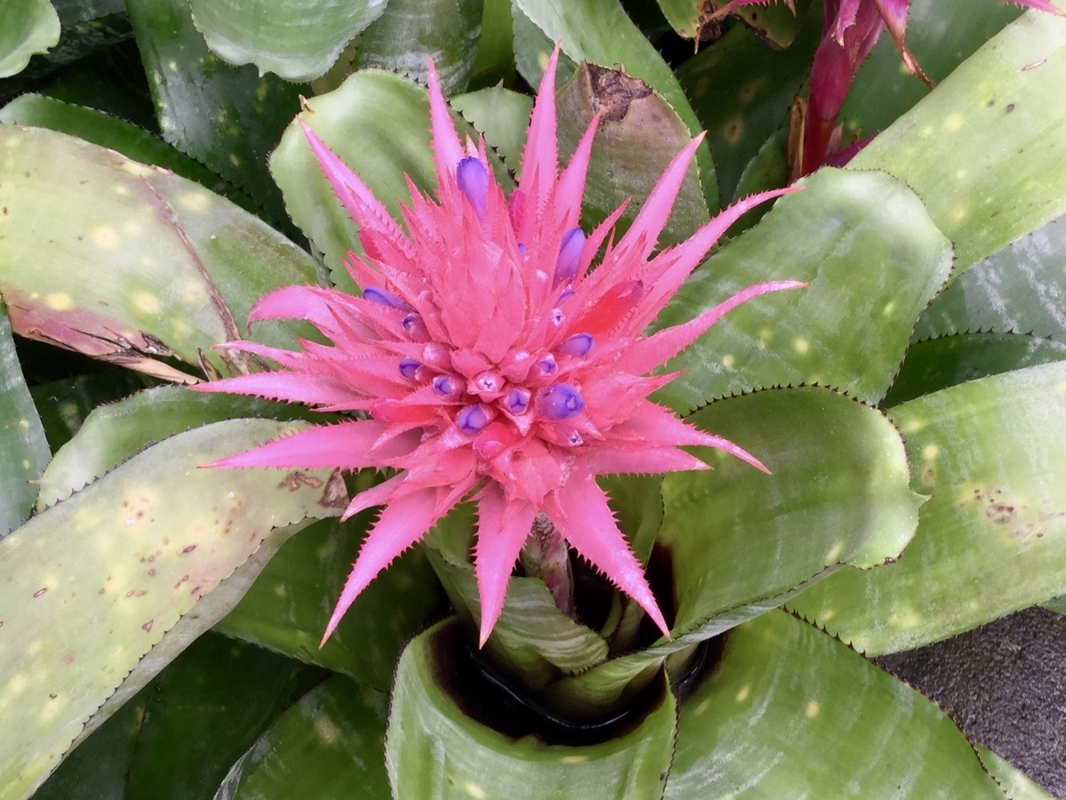 f:id:bukotsu:20190720145259j:plain f:id:bukotsu:20190720145259j:plain