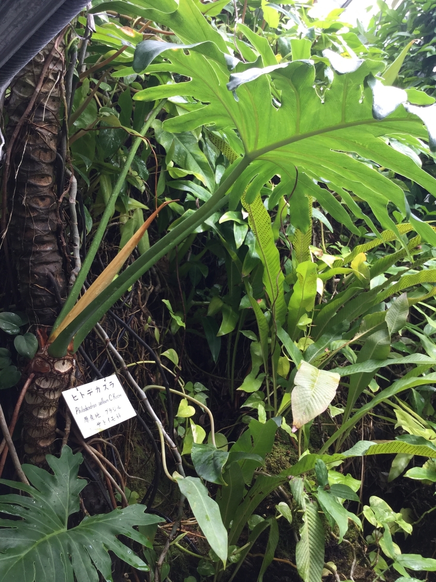 f:id:bukotsu:20190720150831j:plain f:id:bukotsu:20190720150831j:plain