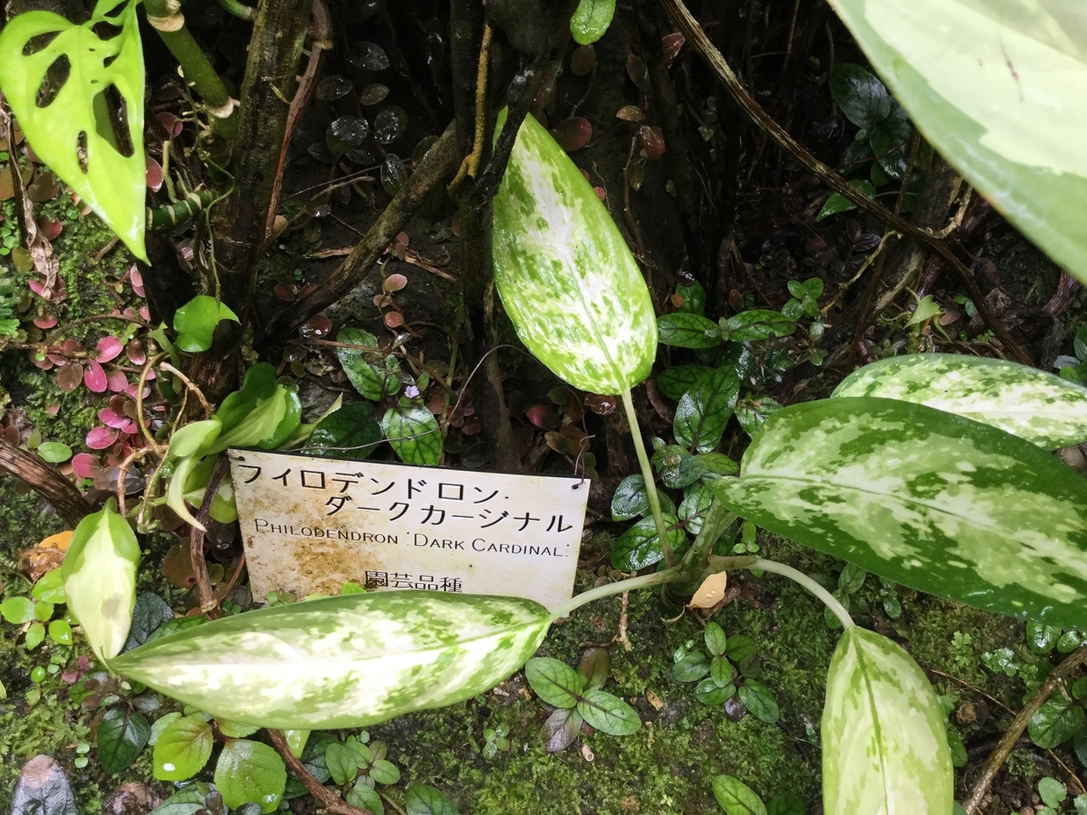 f:id:bukotsu:20190720150931j:plain f:id:bukotsu:20190720150931j:plain