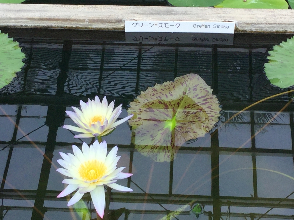 f:id:bukotsu:20190720163942j:plain f:id:bukotsu:20190720163942j:plain