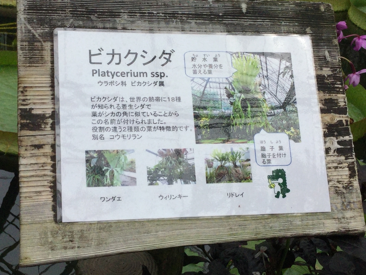 f:id:bukotsu:20190720164719j:plain f:id:bukotsu:20190720164719j:plain