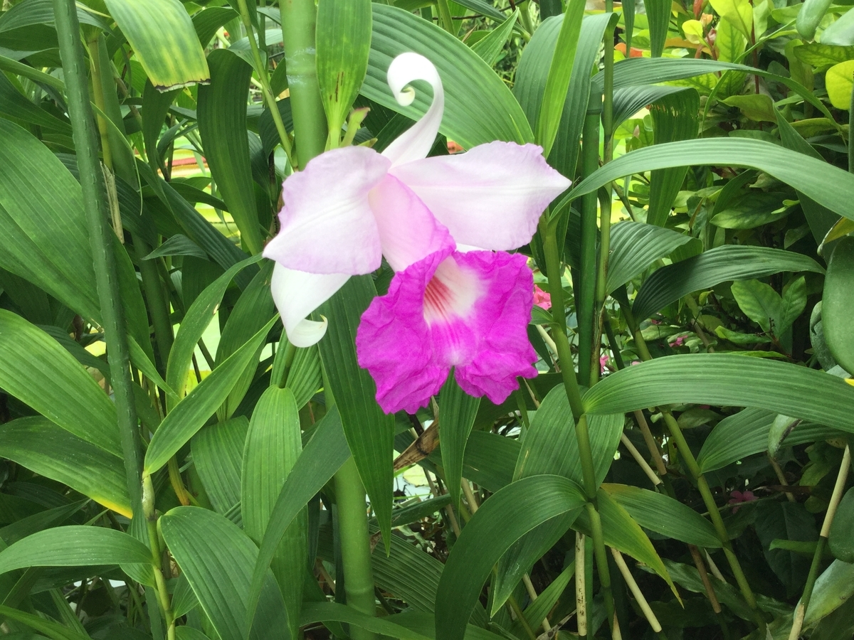 f:id:bukotsu:20190720164833j:plain f:id:bukotsu:20190720164833j:plain