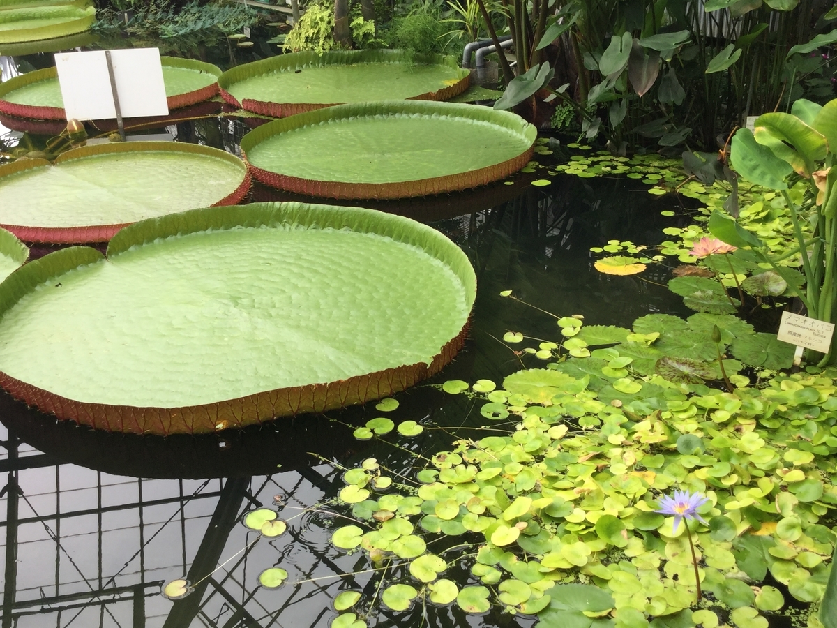 f:id:bukotsu:20190720164931j:plain f:id:bukotsu:20190720164931j:plain