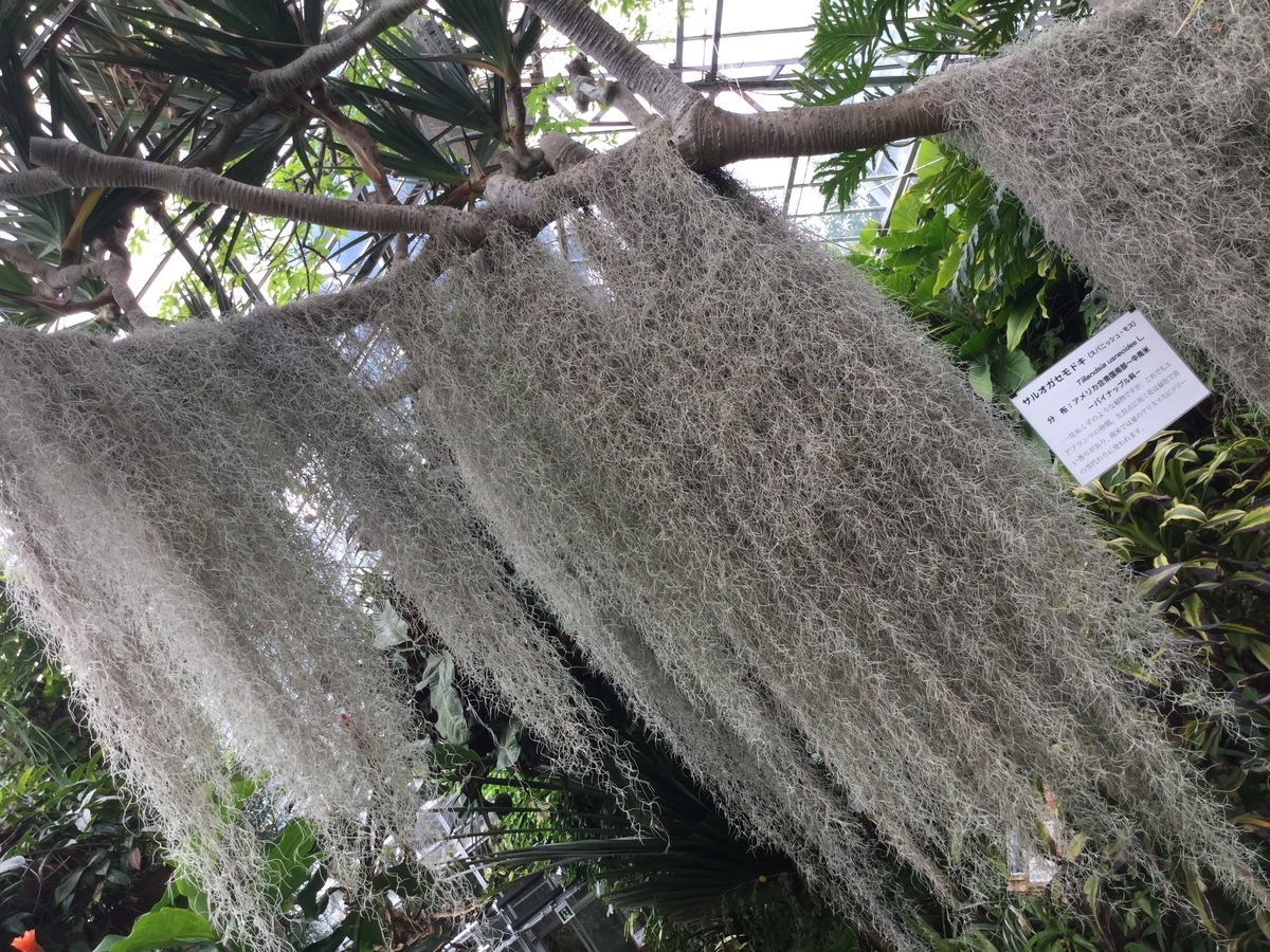f:id:bukotsu:20190720165218j:plain f:id:bukotsu:20190720165218j:plain
