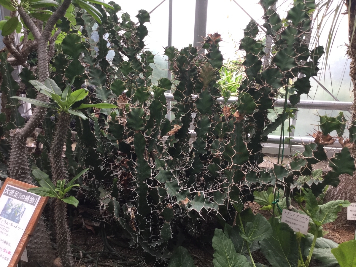 f:id:bukotsu:20190720165304j:plain f:id:bukotsu:20190720165304j:plain