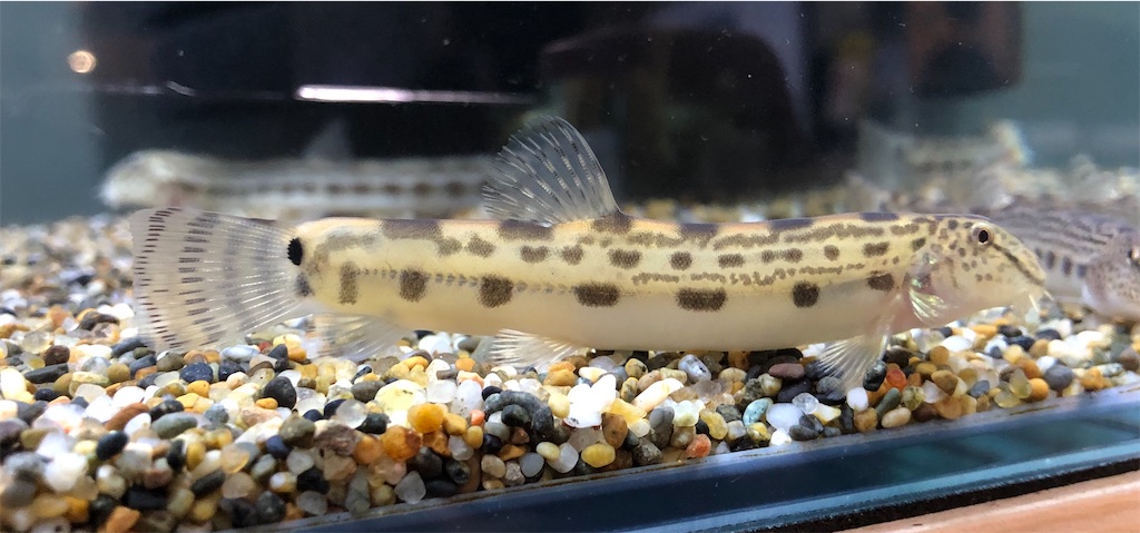 飼育している魚の紹介１ 大きめドジョウ水槽 にょろにょろ
