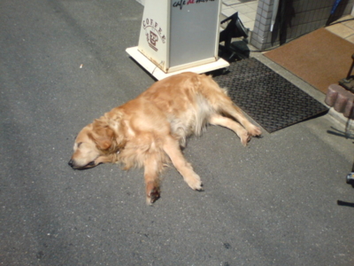 f:id:bullet:20090419111817j:image