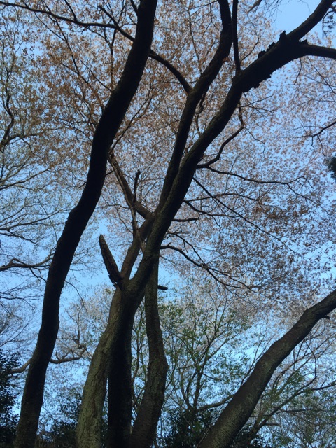 イメージ 10
