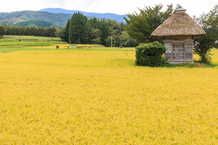 農家って本当に凄い、可能性しか感じない。