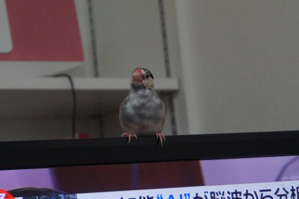 f:id:bun-cholove:20180118231032j:plain f:id:bun-cholove:20180118231032j:plain