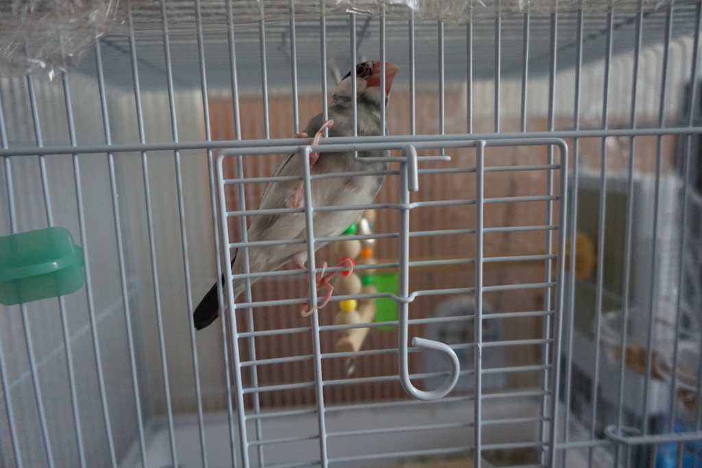f:id:bun-cholove:20180218124847j:plain f:id:bun-cholove:20180218124847j:plain