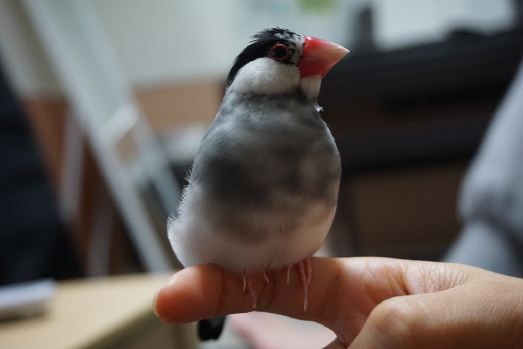 f:id:bun-cholove:20181024224919j:plain f:id:bun-cholove:20181024224919j:plain