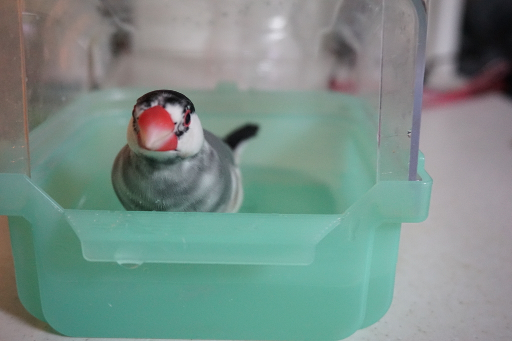 湯加減はいかが？？ おしえて！ぶんパイセン