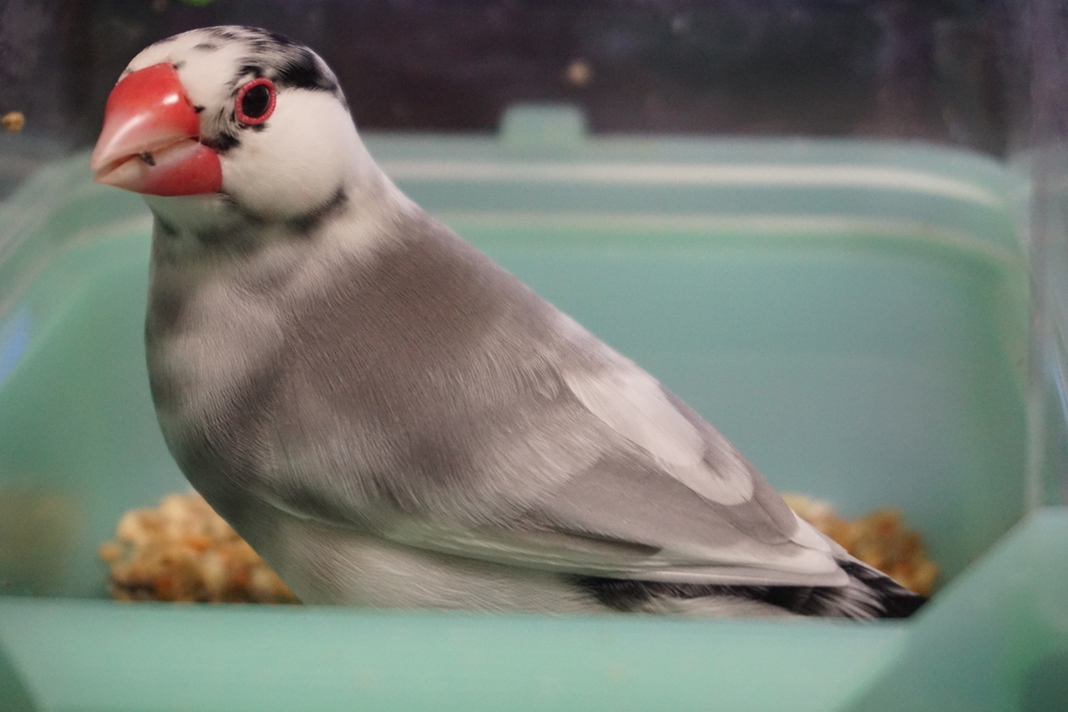 f:id:bun-cholove:20211122221323j:plain