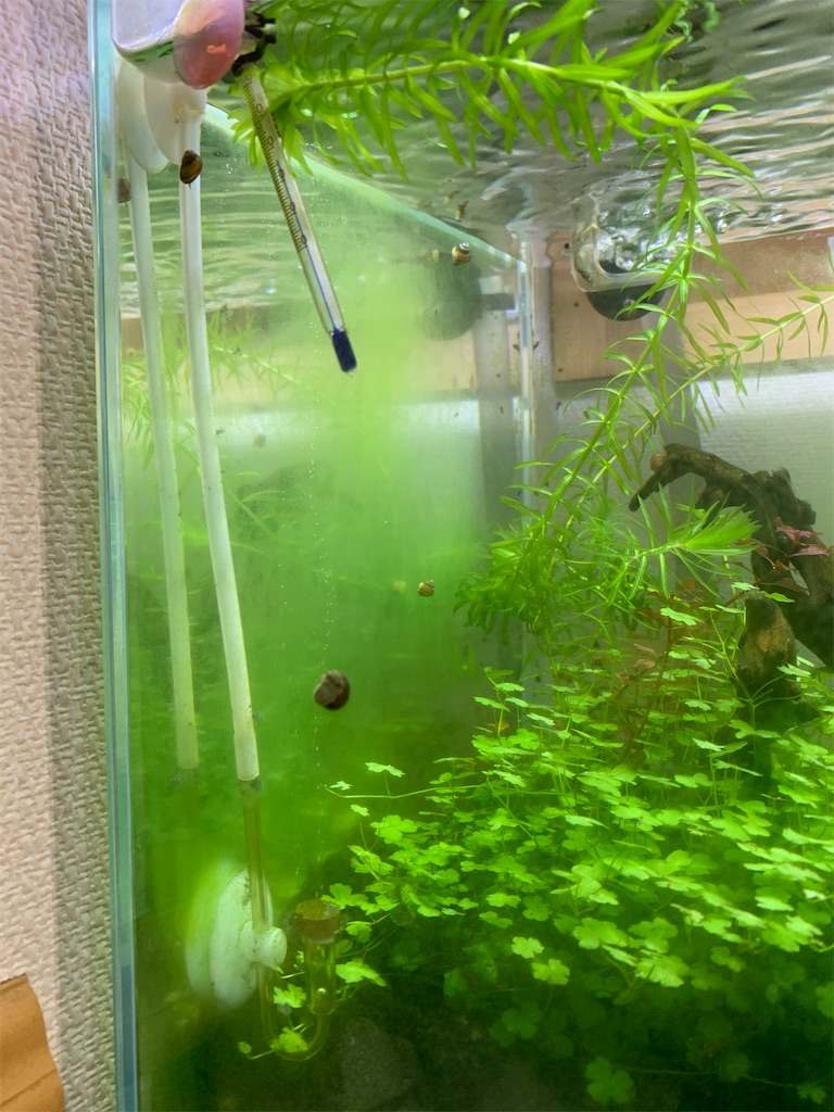 f:id:bunbun_cardinaltetra:20200719150314j:image
