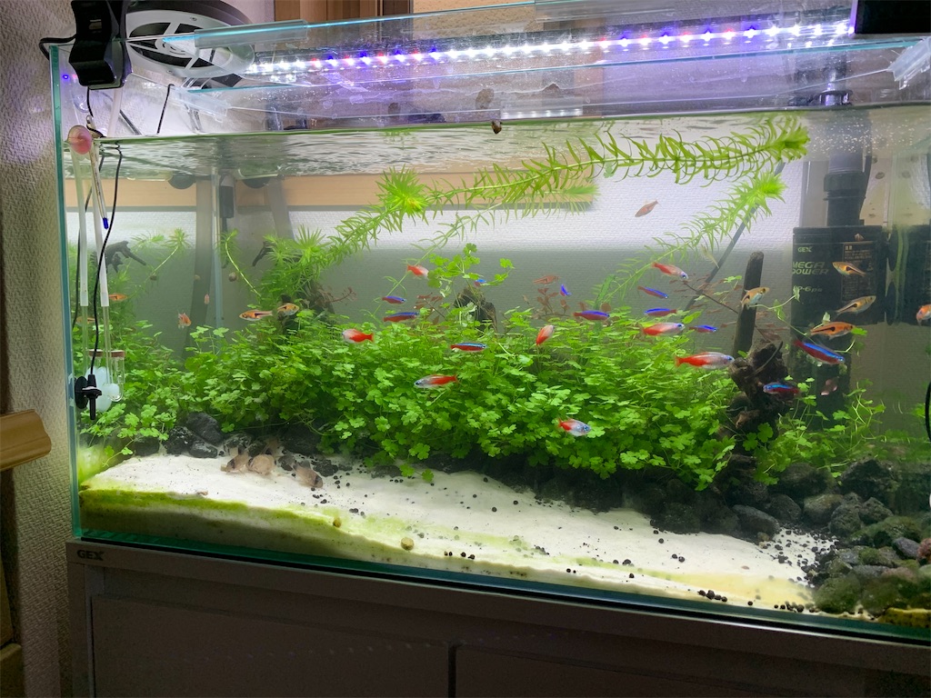 f:id:bunbun_cardinaltetra:20200805204247j:image