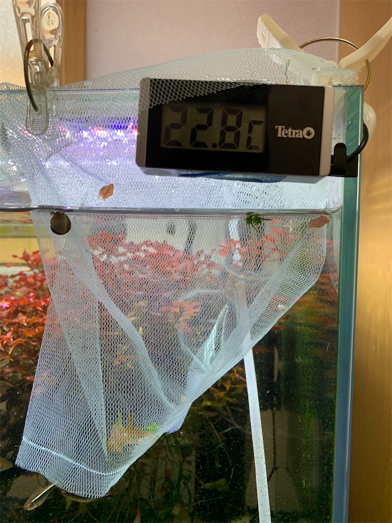 f:id:bunbun_cardinaltetra:20201219103301j:image