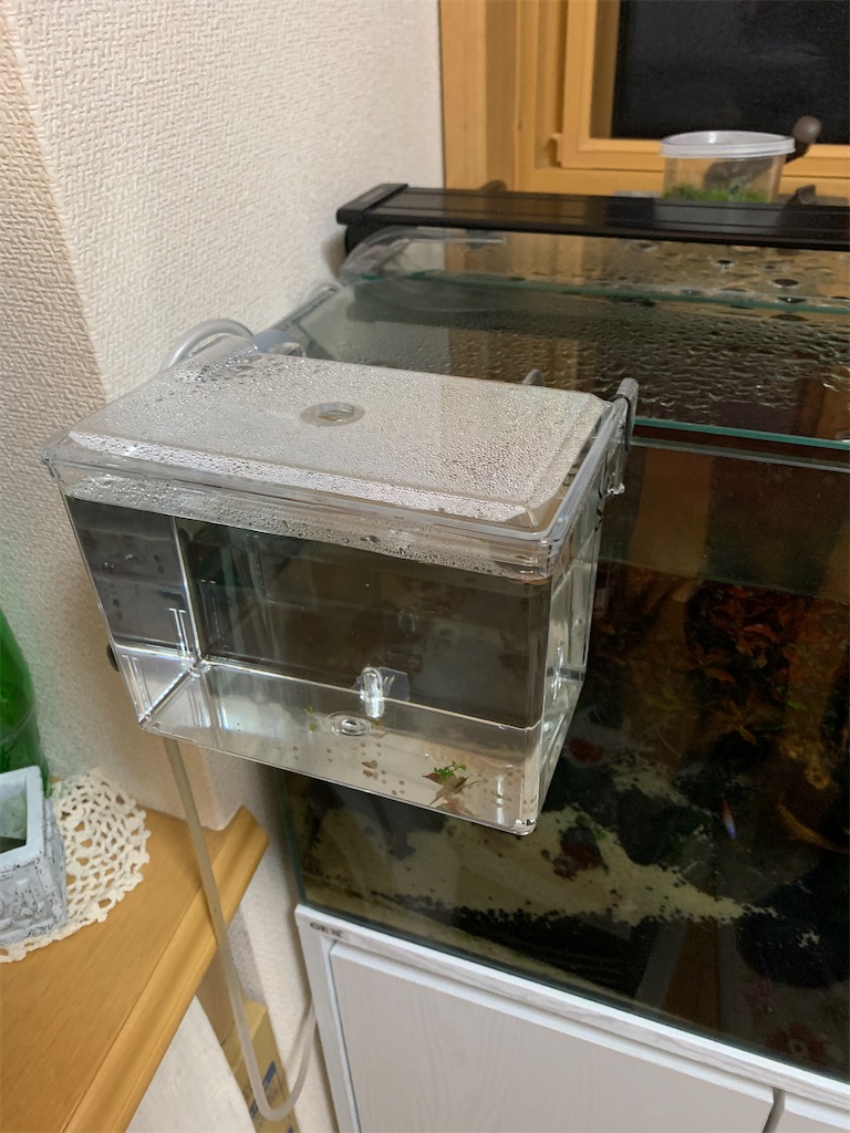 f:id:bunbun_cardinaltetra:20201220092959j:image