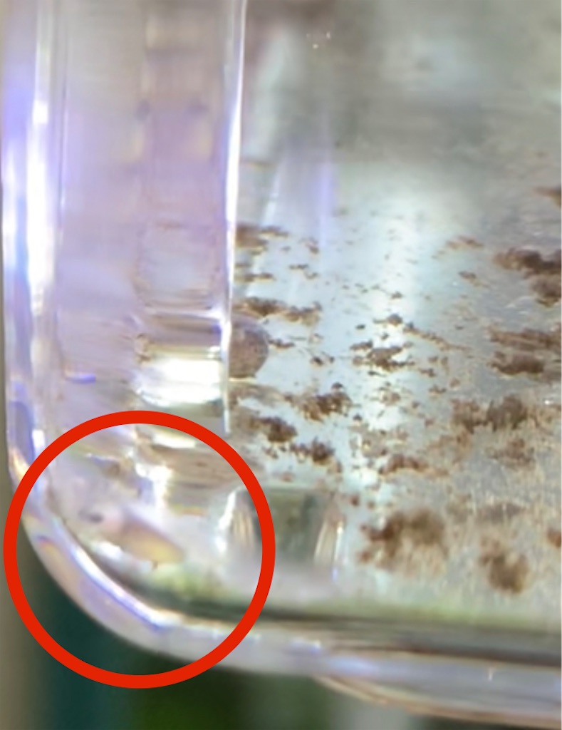 f:id:bunbun_cardinaltetra:20201224095736j:image