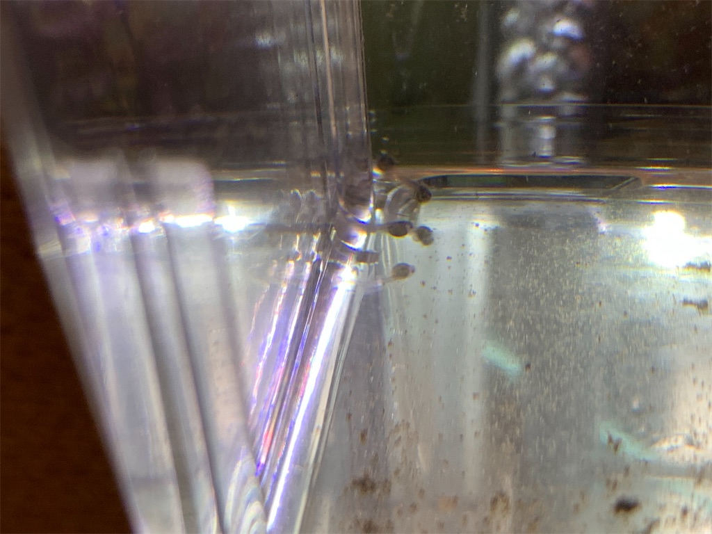 f:id:bunbun_cardinaltetra:20201224153813j:image