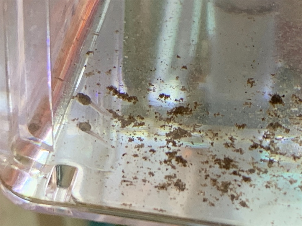 f:id:bunbun_cardinaltetra:20201224153828j:image